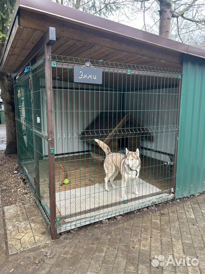 Передержка собак