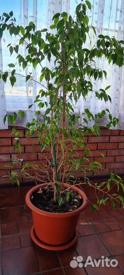 Фикус бенджамина