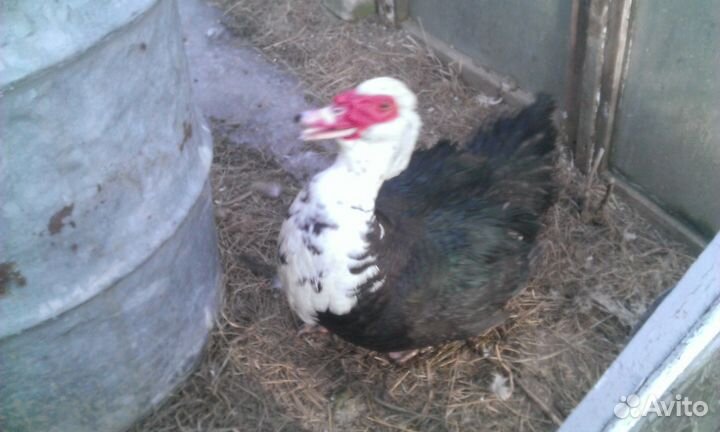 Домашнее мясо индоутки и кролика