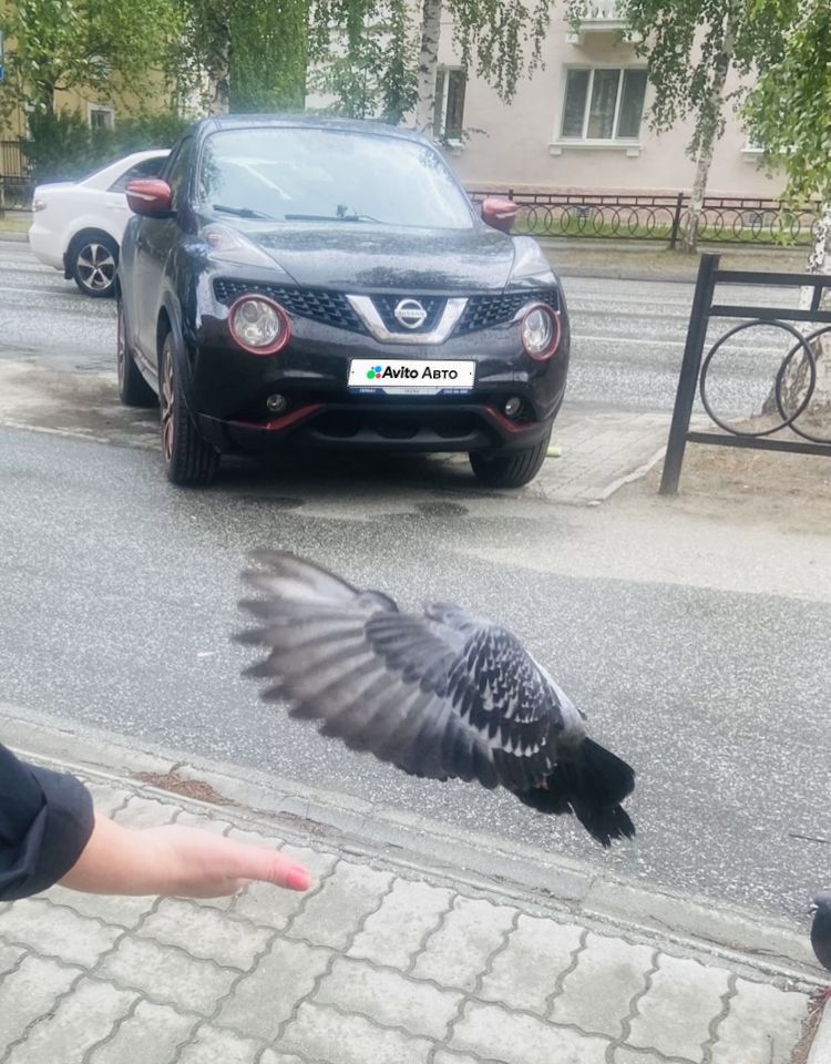 Nissan Juke: фото из отзыва