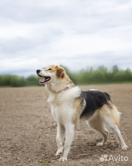 Собака метис русской гончей