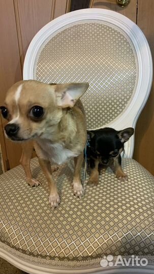 Щенки чихуахуа