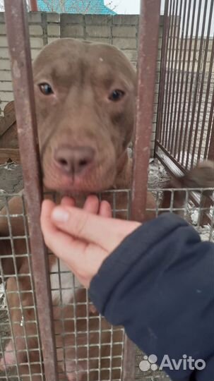 Собаки щенки американский Питбуль