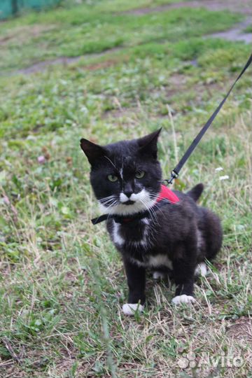 Кот Маркиз в добрые руки