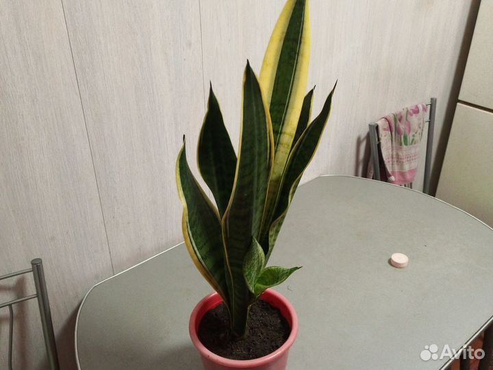 Сансевиерия