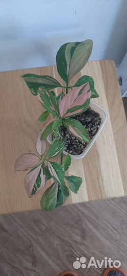 Сингониум ред спот