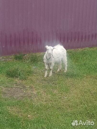 Молодые козлики