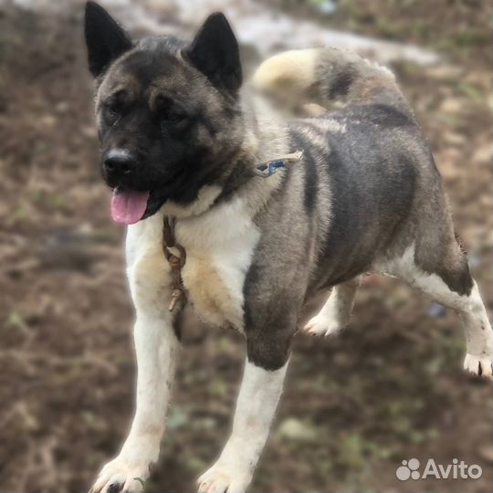 Американская акита вязка