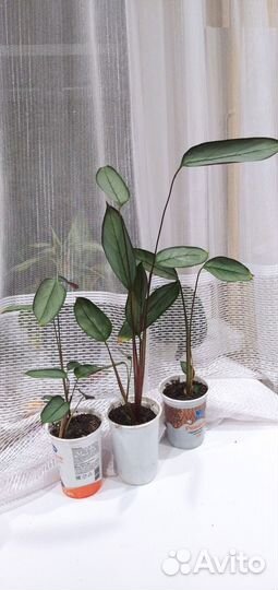 Комнатное растение ктенанта