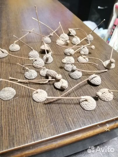 Желуди дуба