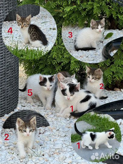 Красивые котята 2 месяца