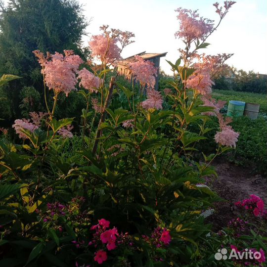 Многолетние садовые цветы