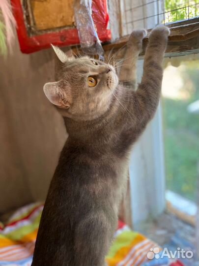 Кошка в добрые руки