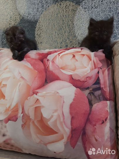 Отдам в хорошие