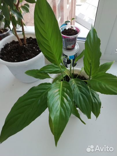 Спатифиллум (женское счастье) Молодые отростки