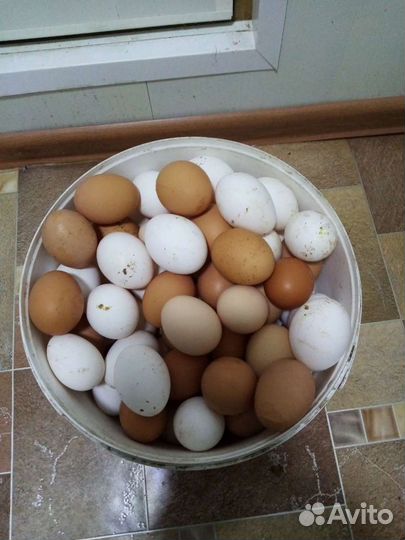 Домашние куриные яйца