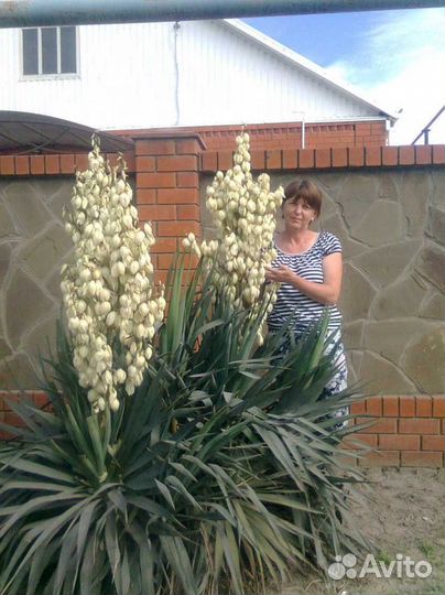 Юкка нитчатая