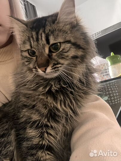 Кошечка в добрые руки