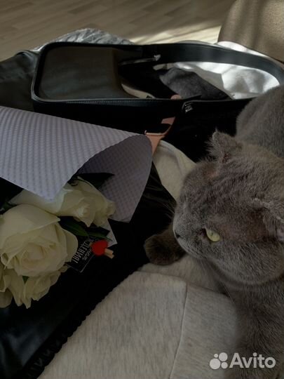 Британский вислоухий кот