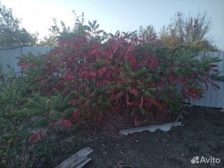 Саженцы дуба, березы, каштана