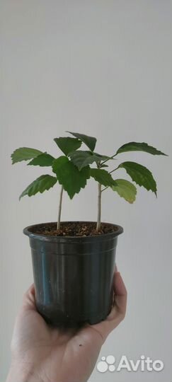 Комнатные растения цветы, черенки