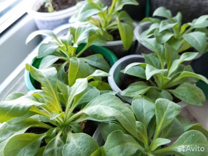 Рассада однолетних и многолетних цветов