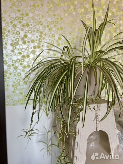 Хлорофитум. Комнатное растение