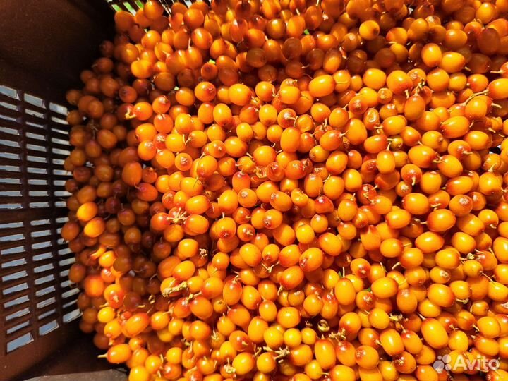 Облепиха ягоды