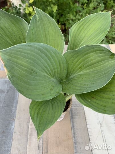 Хоста растение