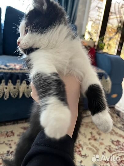 Прямоухие кошки