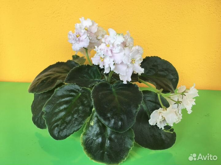 Сортовые фиалки