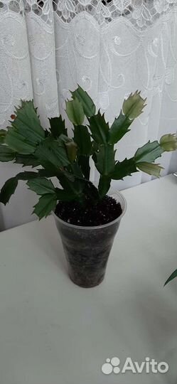 Декабрист бело-розовый, замиокулькас