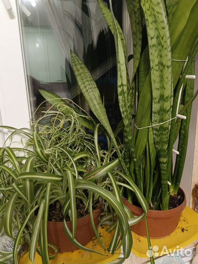 Комнатные растения