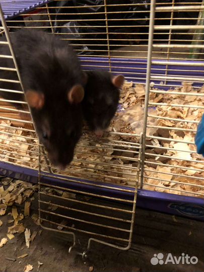 Крыса с клеткой