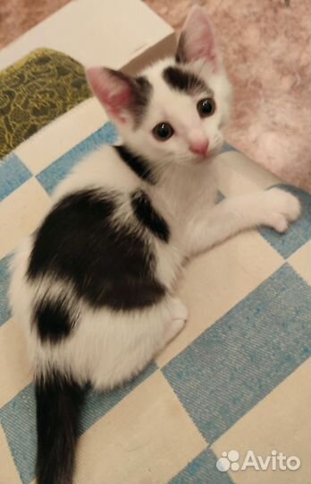 Отдам в добрые руки