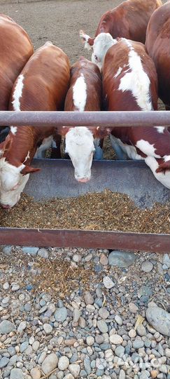 Продаются телочки герефорды