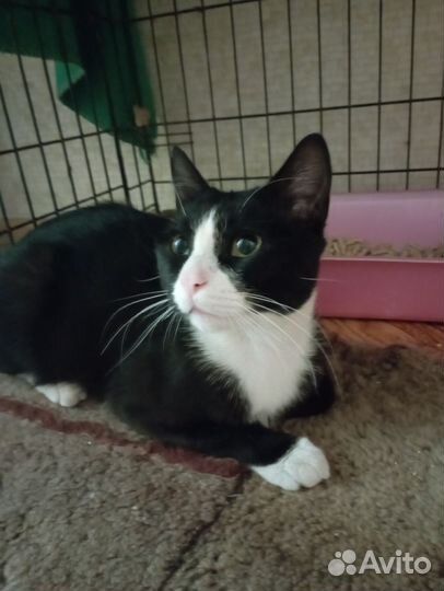 Красавчик Лаки