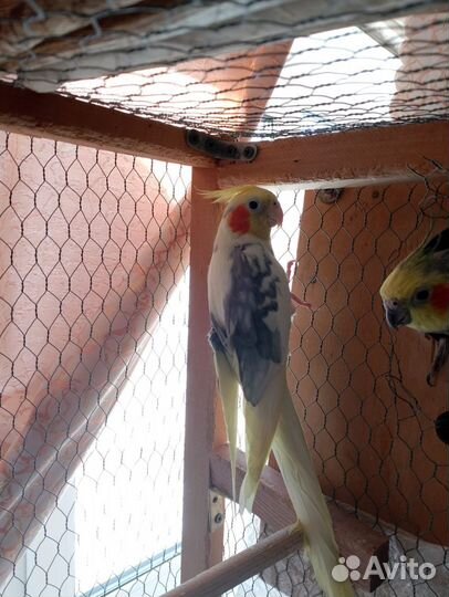 Попугай корелла