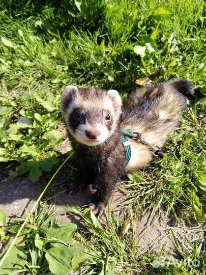 Передержка животных в домашних условиях