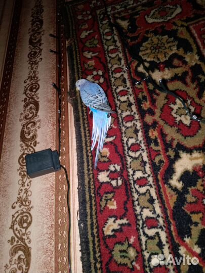 Волнистый попугай с клеткой