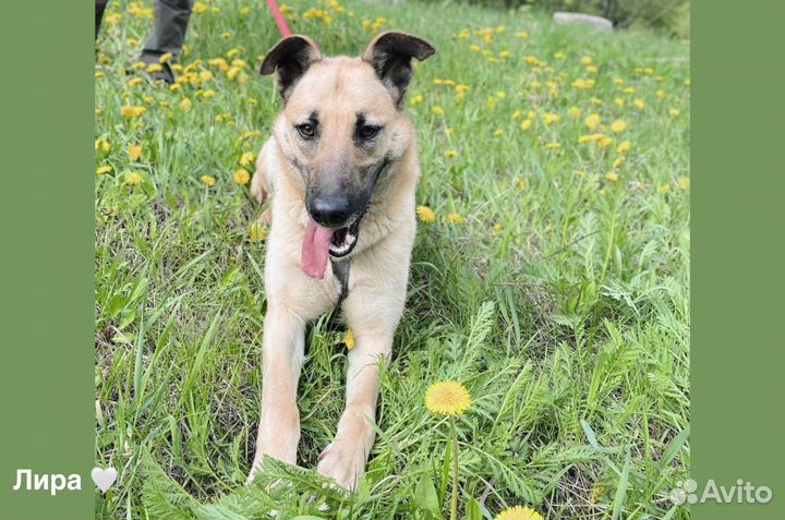 Лира собачка из приюта