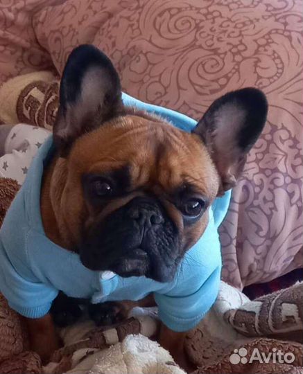 Передежка животных