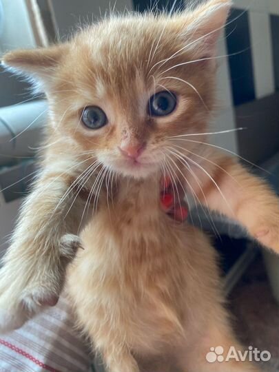 Коиенок рыжий мальчик в добрые руки