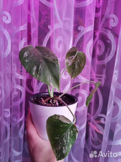 Монстера альба и тайское созвездие