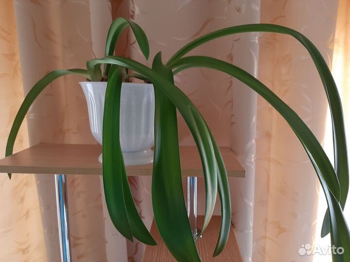 Гиппеаструм