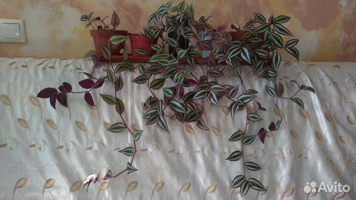 Традесканция зебрина