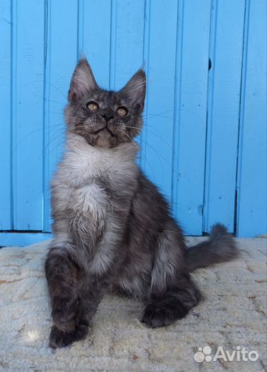 Котята Мейн-Кун. Серебряные
