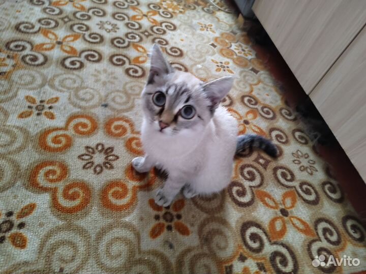 Кошка в дар