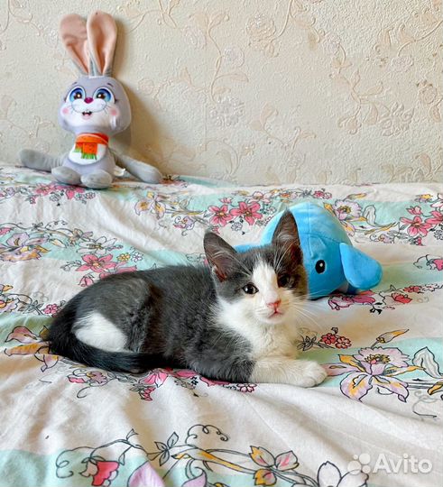 Бело-дымчатый котенок