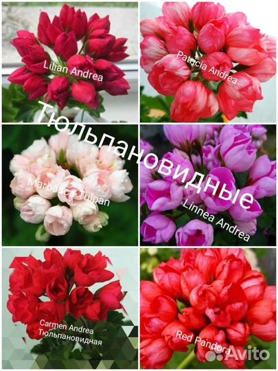 Черенки герани разных сортов